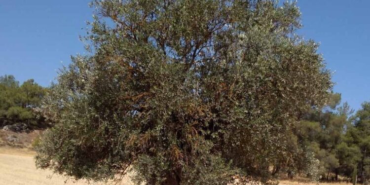 Παρεμβάσεις για το ελαιόλαδο από το Δήμαρχο Ανδρίτσαινας – Κρεστένων