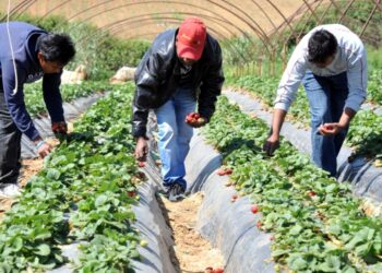 Συνελήφθη αλλοδαπός άνδρας για παράβαση του Κώδικα Μετανάστευσης και περί ιδιωτικών γραφείων ευρέσεως εργασίας