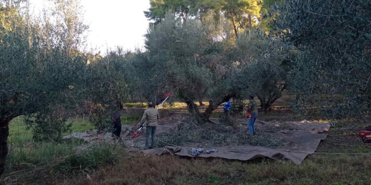 ΔΗΜΟΣ ΑΝΔΡΙΤΣΑΙΝΑΣ – ΚΡΕΣΤΕΝΩΝ: Ελαιομάζεμα για την ενίσχυση οικονομικά ασθενέστερων δημοτών