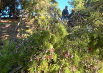 ΔΗΜΟΣ  ΠΥΡΓΟΥ: Άμεσες ενέργειες για την αντιμετώπιση του φαινομένου πτώσης δέντρων στο Επαρχείο
