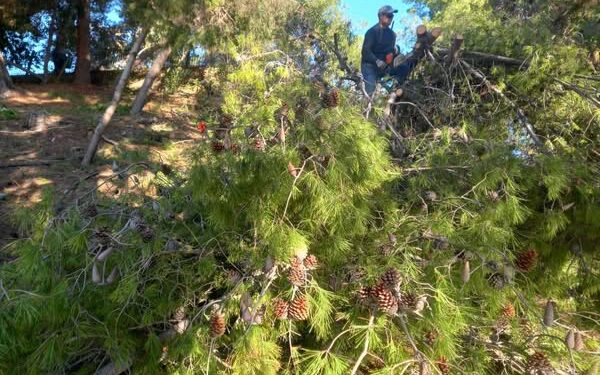 ΔΗΜΟΣ ΠΥΡΓΟΥ: Άμεσες ενέργειες για την αντιμετώπιση του φαινομένου πτώσης δέντρων στο Επαρχείο