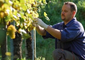 ΔΙΕΥΘΥΝΣΗ ΑΓΡΟΤΙΚΗΣ ΟΙΚΟΝΟΜΙΑΣ Π.Ε. ΗΛΕΙΑΣ: Αναδιάρθρωση και μετατροπή αμπελώνων