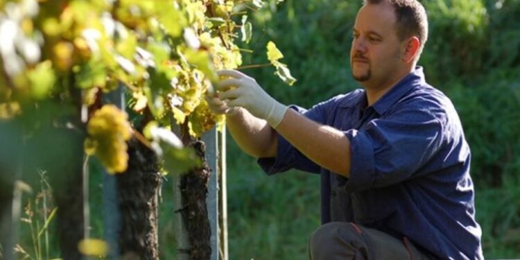 ΔΙΕΥΘΥΝΣΗ ΑΓΡΟΤΙΚΗΣ ΟΙΚΟΝΟΜΙΑΣ Π.Ε. ΗΛΕΙΑΣ: Αναδιάρθρωση και μετατροπή αμπελώνων