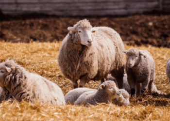 ΠΕΡΙΦΕΡΕΙΑ ΔΥΤΙΚΗΣ ΕΛΛΑΔΑΣ: Ξεκίνησε η καταβολή αποζημιώσεων για τους κτηνοτρόφους που επλήγησαν από την πανώλη των μικρών μηρυκαστικών