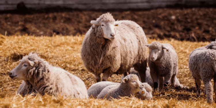 ΠΕΡΙΦΕΡΕΙΑ ΔΥΤΙΚΗΣ ΕΛΛΑΔΑΣ: Ξεκίνησε η καταβολή αποζημιώσεων για τους κτηνοτρόφους που επλήγησαν από την πανώλη των μικρών μηρυκαστικών