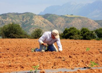 ΑΓΡΟΤΙΚΕΣ ΕΠΙΔΟΤΗΣΕΙΣ: Τρυπάει το “δίχτυ ασφαλείας” για τους αγρότες