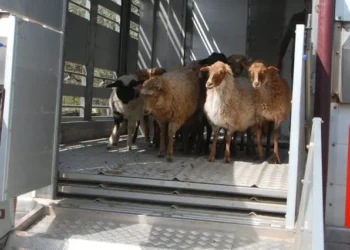 ΠΕΡΙΦΕΡΕΙΑ ΔΥΤΙΚΗΣ ΕΛΛΑΔΑΣ: Εκπαιδευτικό σεμινάριο για τους μεταφορείς ζώντων ζώων