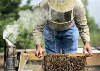 ΠΕΡΙΦΕΡΕΙΑ ΔΥΤΙΚΗΣ ΕΛΛΑΔΑΣ: Υποβολή αιτήσεων για μελισσοκόμους σε δράσεις του Εθνικού Στρατηγικού Σχεδίου  Κοινής Αγροτικής Πολιτικής  2023-2027