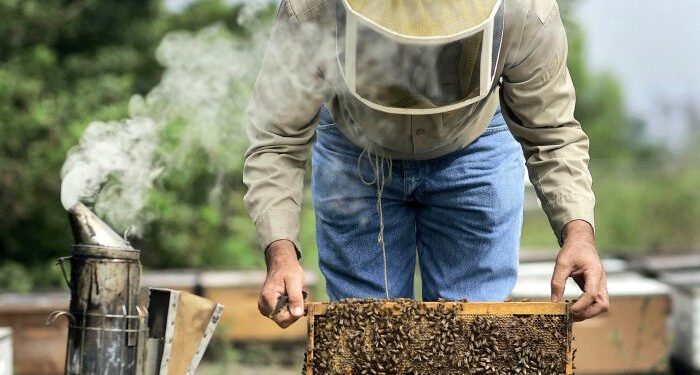 ΠΕΡΙΦΕΡΕΙΑ ΔΥΤΙΚΗΣ ΕΛΛΑΔΑΣ: Υποβολή αιτήσεων για μελισσοκόμους σε δράσεις του Εθνικού Στρατηγικού Σχεδίου  Κοινής Αγροτικής Πολιτικής  2023-2027