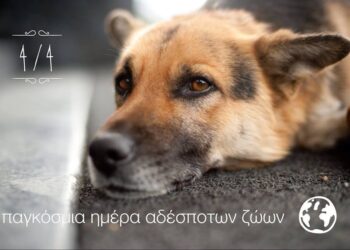 ΔΗΜΟΣ ΑΡΧΑΙΑΣ ΟΛΥΜΠΙΑΣ: Δράση για τα αδέσποτα ενόψει Παγκόσμιας Ημέρας Αδέσποτων Ζώων
