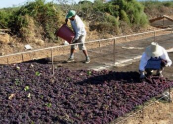 ΠΕΡΙΦΕΡΕΙΑ ΔΥΤΙΚΗΣ ΕΛΛΑΔΑΣ: Αίτημα της για άμεση στήριξη της παραγωγής κορινθιακής σταφίδας και οινοποιήσιμων σταφυλιών