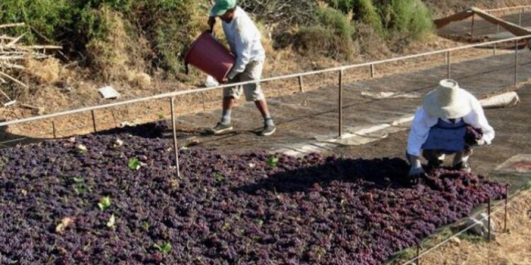ΠΕΡΙΦΕΡΕΙΑ ΔΥΤΙΚΗΣ ΕΛΛΑΔΑΣ: Αίτημα της για άμεση στήριξη της παραγωγής κορινθιακής σταφίδας και οινοποιήσιμων σταφυλιών