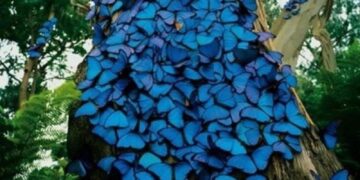 Μπλε πεταλούδες στον κορμό δέντρου!