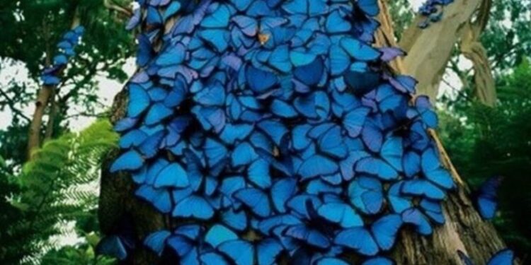 Μπλε πεταλούδες στον κορμό δέντρου!