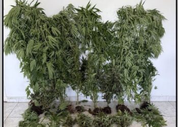 ΠΕΡΙΟΧΗ ΑΝΔΡΑΒΙΔΑΣ – ΚΥΛΛΗΝΗΣ: Σχηματισμός δικογραφίας σε βάρος αγνώστων δραστών για καλλιέργεια ναρκωτικών