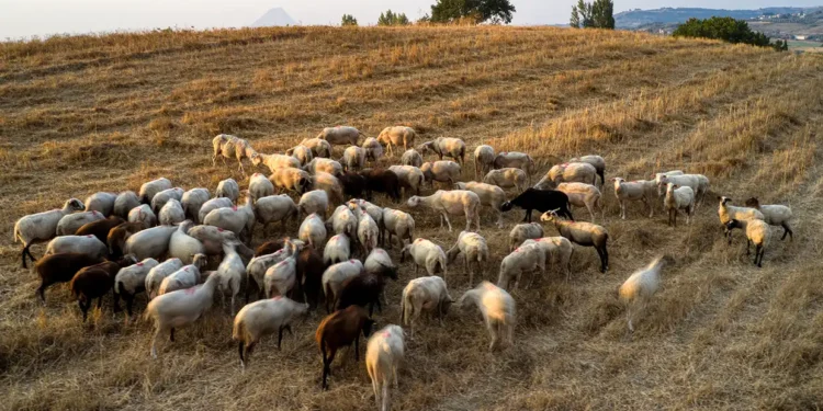 Δέσμη 7 άμεσων μέτρων για την αντιμετώπιση της ευλογιάς των αιγοπροβάτων