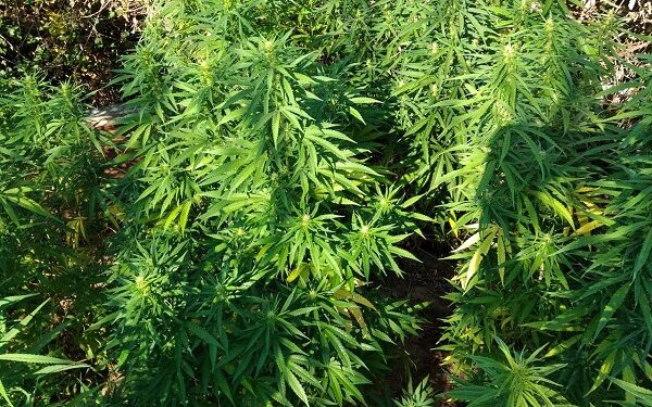 Εντόπισαν χασισοφυτεία με 2.680 δενδρύλλια