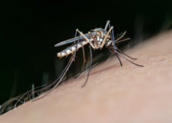 Διενέργεια ψεκασμού για ακμαία κουνούπια