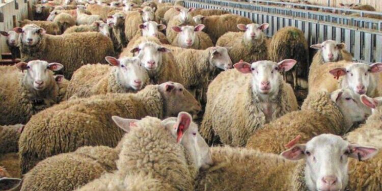 ΕΥΛΟΓΙΑ ΑΙΓΟΠΡΟΒΑΤΩΝ: Πάνω από 900 κρούσματα