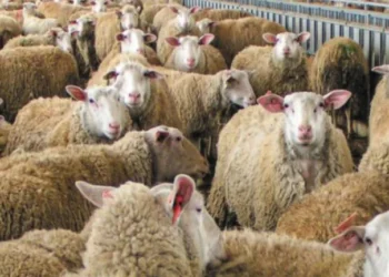 ΕΥΛΟΓΙΑ: “ΟΧΙ” σε lockdown αλλά ενίσχυση ελέγχων και πληρωμή ζωοτροφών