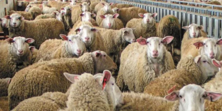 ΕΥΛΟΓΙΑ: “ΟΧΙ” σε lockdown αλλά ενίσχυση ελέγχων και πληρωμή ζωοτροφών