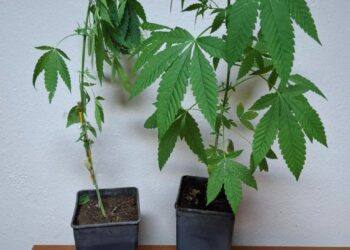 ΠΥΡΓΟΣ: Σύλληψη άνδρα στην Ηλεία για καλλιέργεια και κατοχή ναρκωτικών