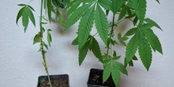 ΠΥΡΓΟΣ: Σύλληψη άνδρα στην Ηλεία για καλλιέργεια και κατοχή ναρκωτικών