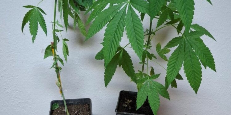 ΠΥΡΓΟΣ: Σύλληψη άνδρα στην Ηλεία για καλλιέργεια και κατοχή ναρκωτικών