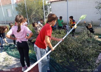 2ο ΔΗΜΟΤΙΚΟ ΣΧΟΛΕΙΟ ΓΑΣΤΟΥΝΗΣ: Μάζεψαν ελιές στον προαύλιο χώρο!