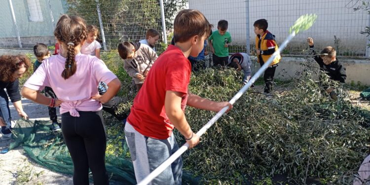 2ο ΔΗΜΟΤΙΚΟ ΣΧΟΛΕΙΟ ΓΑΣΤΟΥΝΗΣ: Μάζεψαν ελιές στον προαύλιο χώρο!