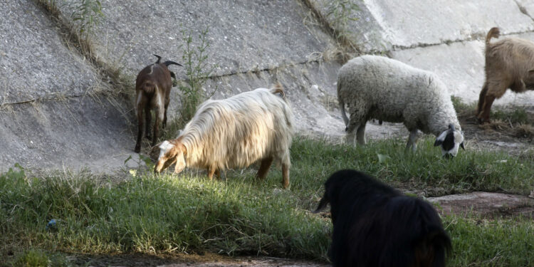 Ευλογιά Aιγοπροβάτων: Συλλήψεις για παραβίαση μέτρων για την πρόληψη και σχετικής απόφασης της Περιφέρειας Δυτικής Ελλάδας