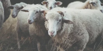 ΠΥΡΓΟΣ: Σύλληψη με ένταλμα για ζωοκλοπή