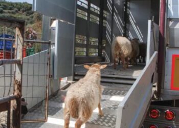 ΠΕΡΙΦΕΡΕΙΑ ΔΥΤΙΚΗΣ ΕΛΛΑΔΑΣ: Διαδικτυακό σεμινάριο για την απόκτηση επαγγελματικής ικανότητας μεταφορέα ζώντων ζώων