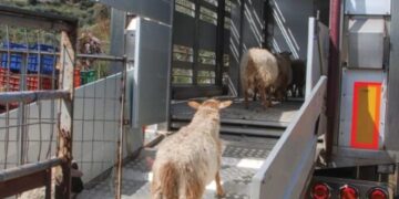 ΠΕΡΙΦΕΡΕΙΑ ΔΥΤΙΚΗΣ ΕΛΛΑΔΑΣ: Διαδικτυακό σεμινάριο για την απόκτηση επαγγελματικής ικανότητας μεταφορέα ζώντων ζώων