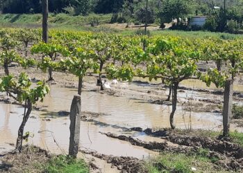 ΔΗΜΟΣ ΑΝΔΡΙΤΣΑΙΝΑΣ – ΚΡΕΣΤΕΝΩΝ: Αφανισμός καλλιεργειών και φυτικού κεφαλαίου