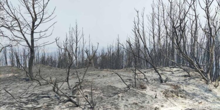 Το Επιμελητήριο Ηλείας για τα νέα κυβερνητικά μέτρα: “Θετική κατεύθυνση – αναγκαία αντίστοιχη λύση και για τα πυρόπληκτα δάνεια της Ηλείας”