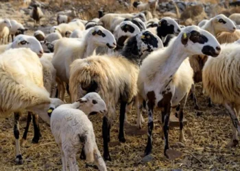 ΚΟΥΜΑΝΙ ΑΡΧΑΙΑΣ ΟΛΥΜΠΙΑΣ: Σύλληψη άνδρα για παραβίαση μέτρων για την πρόληψη ασθενειών και σχετικής απόφασης της Περιφέρειας Δυτικής Ελλάδας