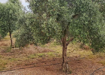 ΔΙΕΥΘΥΝΣΗ ΑΓΡΟΤΙΚΗΣ ΟΙΚΟΝΟΜΙΑΣ – ΚΤΗΝΙΑΤΡΙΚΗΣ Π.Ε. ΗΛΕΙΑΣ: Τεχνικό Δελτίο Φυτοπροστασίας της ελιάς κατά την Εαρινή Περίοδο