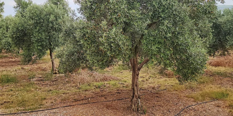 ΔΙΕΥΘΥΝΣΗ ΑΓΡΟΤΙΚΗΣ ΟΙΚΟΝΟΜΙΑΣ – ΚΤΗΝΙΑΤΡΙΚΗΣ Π.Ε. ΗΛΕΙΑΣ: Τεχνικό Δελτίο Φυτοπροστασίας της ελιάς κατά την Εαρινή Περίοδο