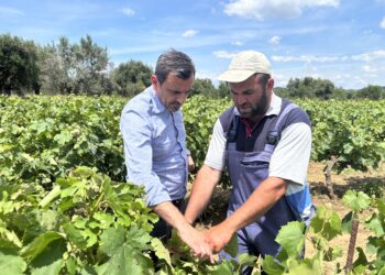 ΑΝΔΡΕΑΣ ΝΙΚΟΛΑΚΟΠΟΥΛΟΣ: “Πρόκειται για μία από τις μεγαλύτερες καταστροφές μετά από χαλαζόπτωση”