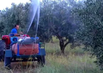 ΠΕΡΙΦΕΡΕΙΑ ΔΥΤΙΚΗΣ ΕΛΛΑΔΑΣ: Ξεκινούν δολωματικοί ψεκασμοί για τον δάκο της ελιάς στην Π.Ε. Ηλείας