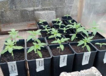Σύλληψη για καλλιέργεια και κατοχή ναρκωτικών στην Ηλεία!