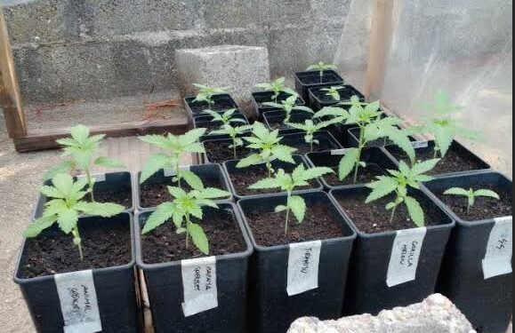 Σύλληψη για καλλιέργεια και κατοχή ναρκωτικών στην Ηλεία!