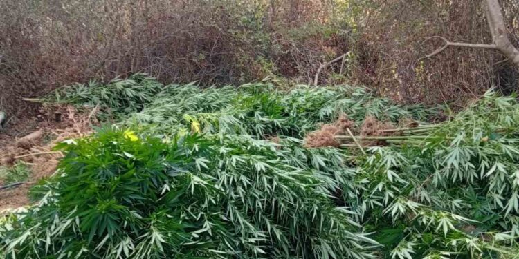 Εντοπίστηκε οργανωμένη φυτεία κάνναβης σε αγροτική περιοχή της Ηλείας