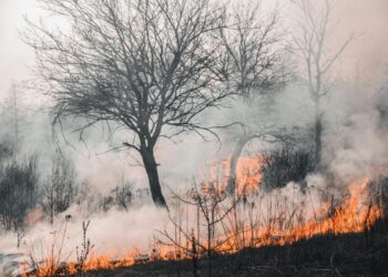 Πυρόπληκτοι: “Παγώνουν” για 12 μήνες πλειστηριασμοί και κατασχέσεις!